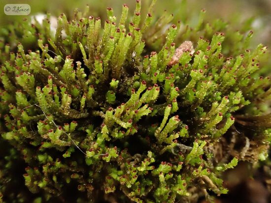 Crossocalyx hellerianus